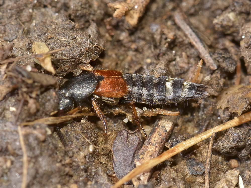 Platydracus stercorarius - Staphylinidae